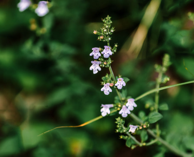 Calamintha n. 'Blue Cloud' - Bergsteentijm