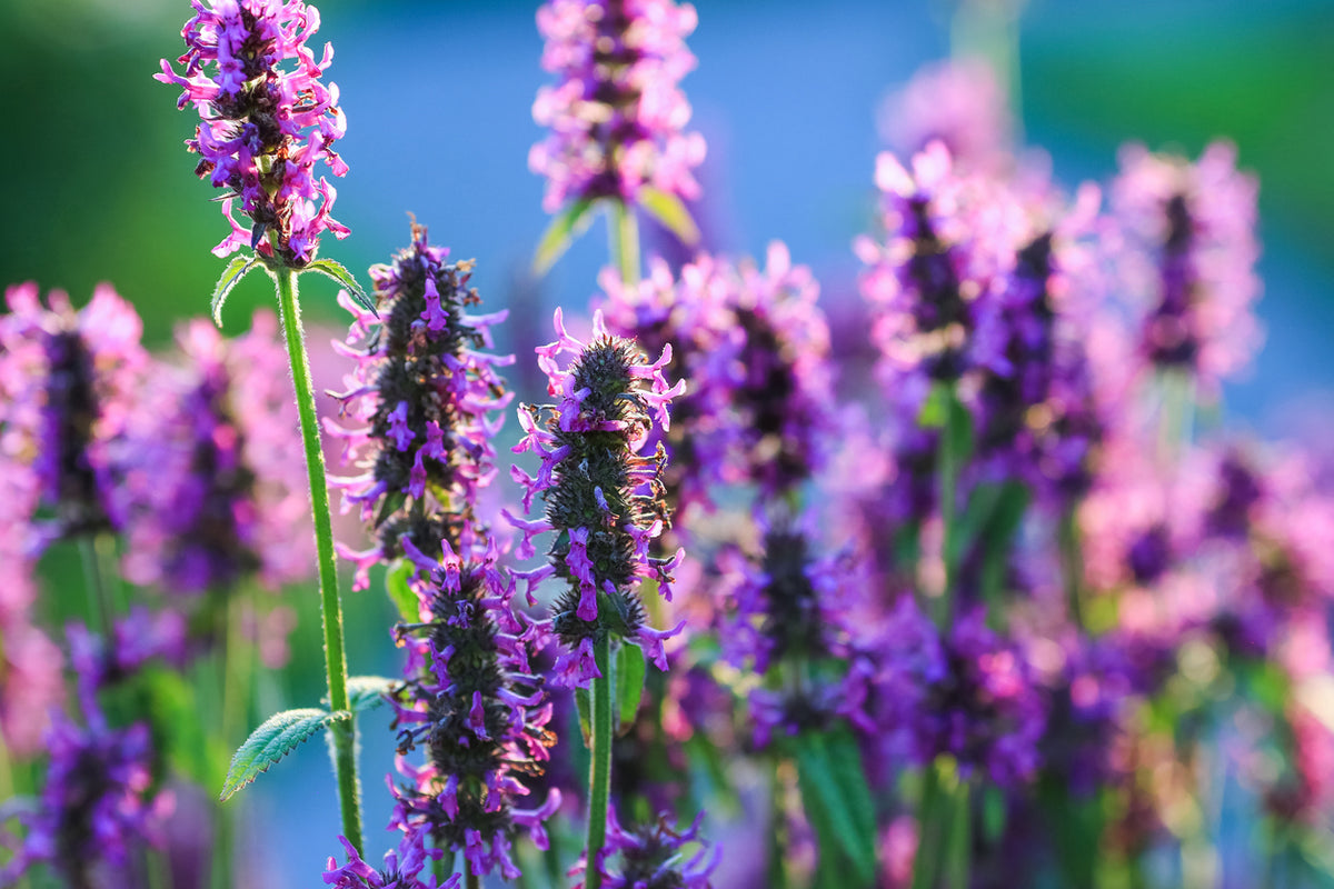 Stachys officinalis
