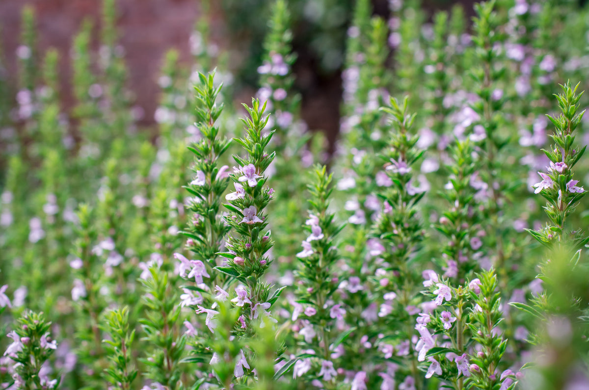 Thymus vulgaris