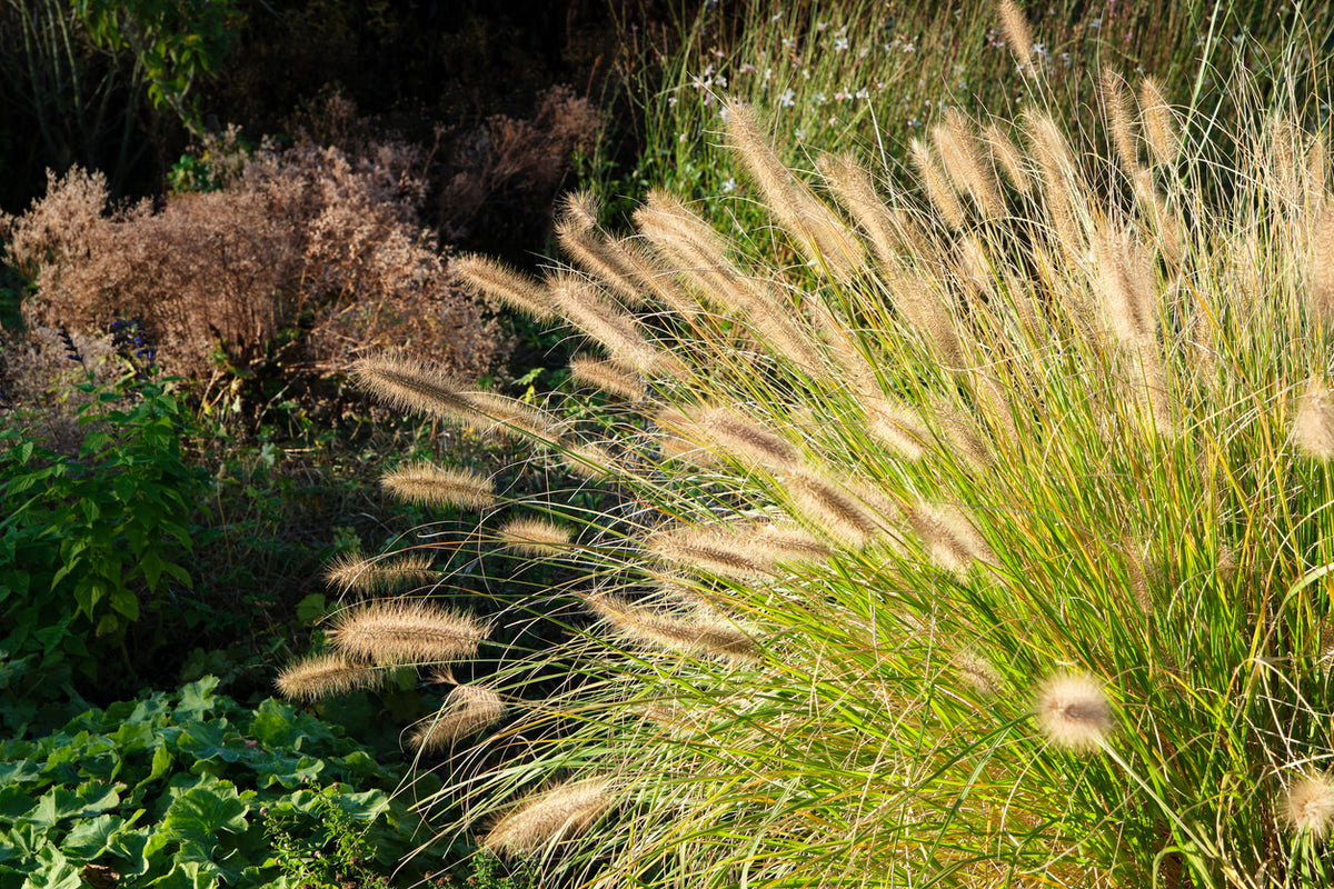 Pennisetum alopecuroides - Lampenpoetsersgras