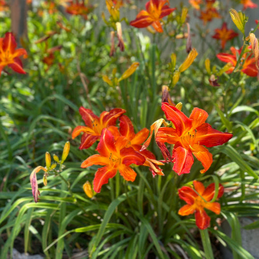 Hemerocallis 'Sammy Russell' - Daglelie