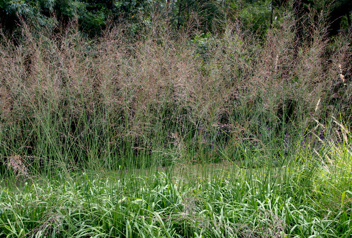 Molinia arundinacea 'Karl Foerster' - Pijpenstrootje