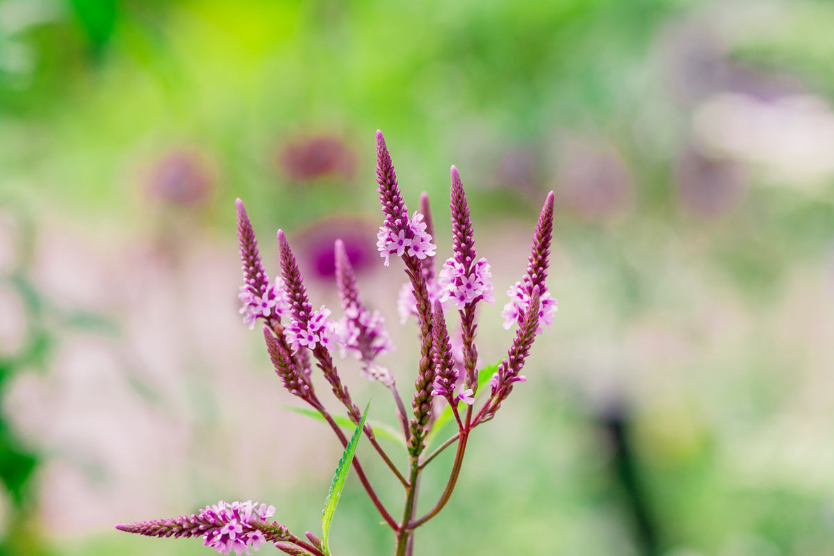 Verbena hastata 'Rosea