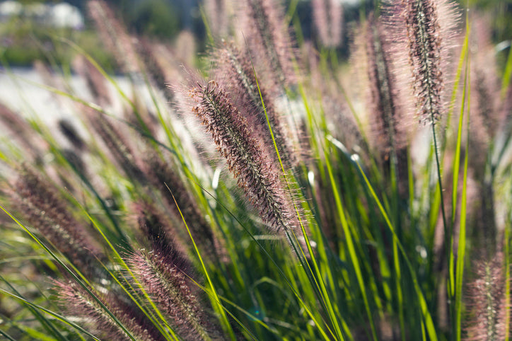 Pennisetum alopecuroides 'Moudry -Zwarte Lampenpoetsergras