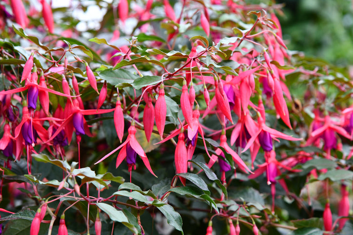 Fuchsia 'Tom Thumb - Bellenplant