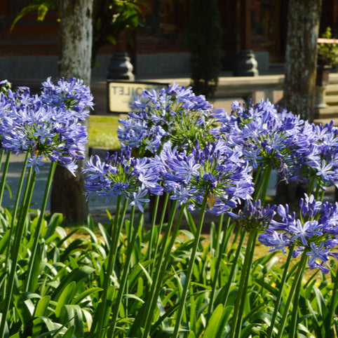 Agapanthus 'Blue Umbrella' - Afrikaanse lelie