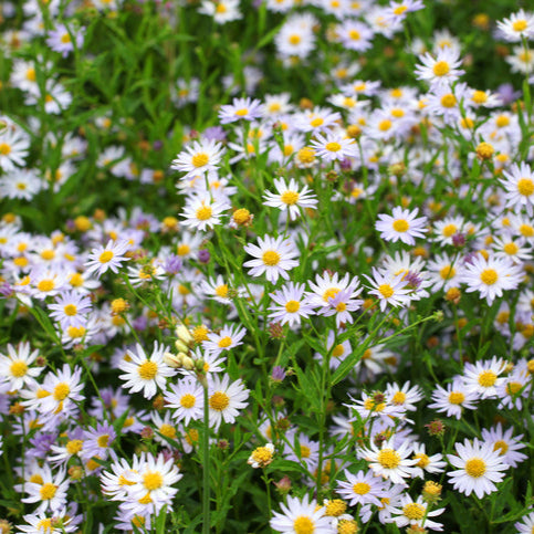 Kalimeris incisa - zomeraster