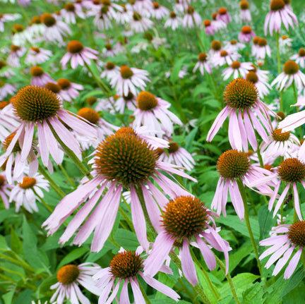 Echinacea pallida - Egelzonnehoed