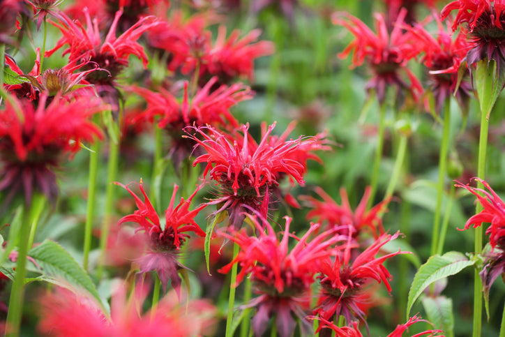 Monarda 'Cambridge Scarlet - Bergamot