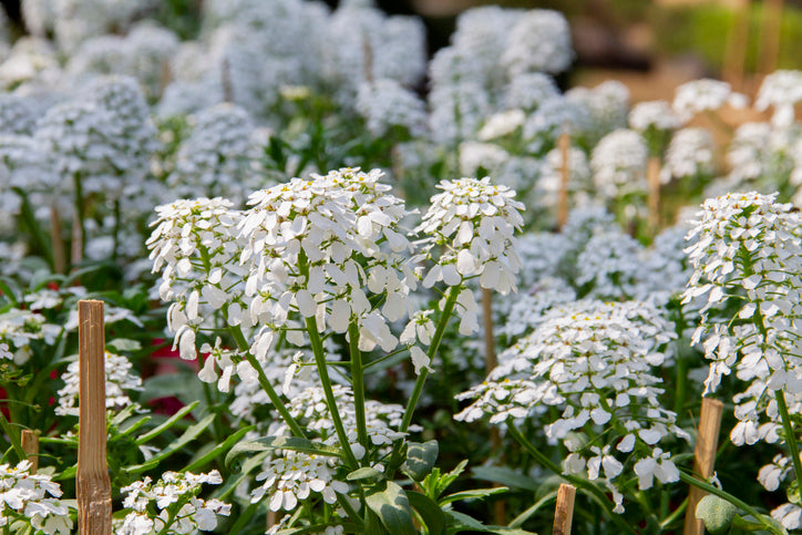 Iberis semp. 'Schneeflocke' - Scheefbloem