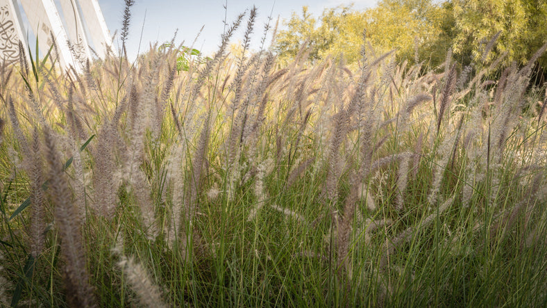 Muhlenbergia lindheimeri - Muhlenbergia