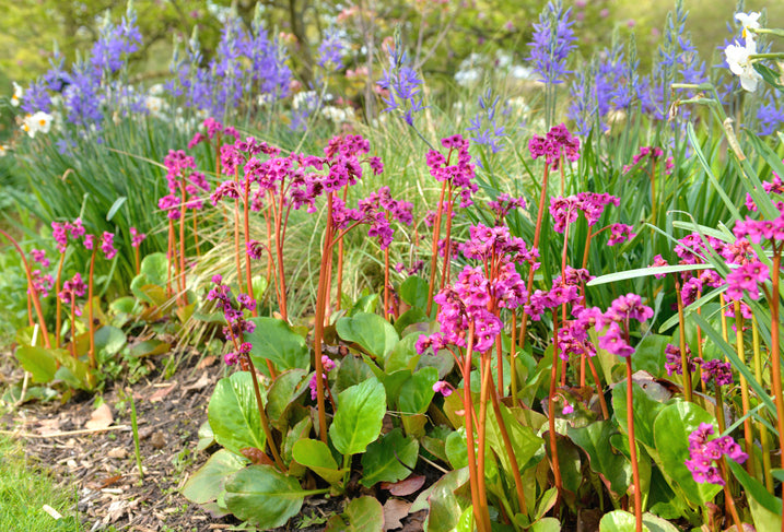 Bergenia cordifolia - Schoenlappersplant
