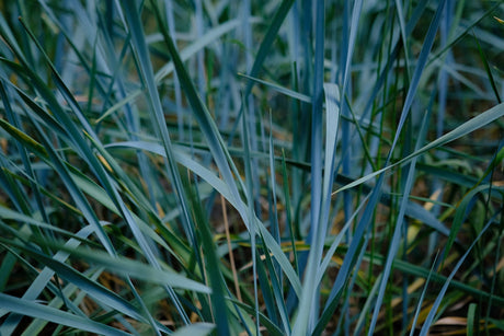 Leymus arenarius - Zandhaver