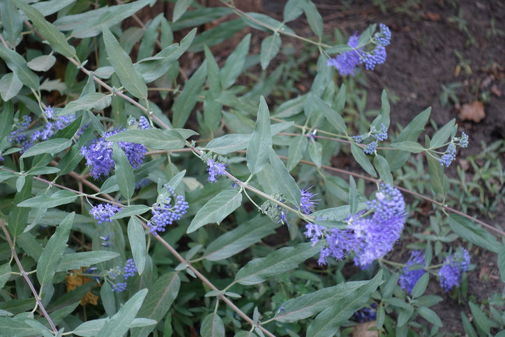 Caryopteris cland. 'Heavenly Blue' - Blauwbaard