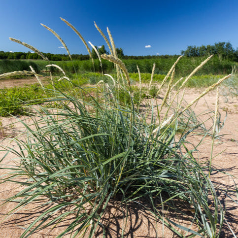 Leymus arenarius - Zandhaver