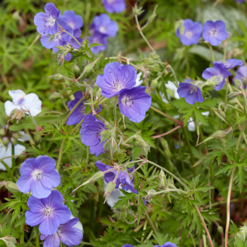 Geranium 'Brookside' - Ooienvaarsbek