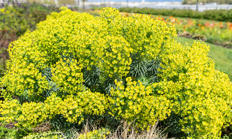 Euphorbia characias wulfenii - Wolfsmelk