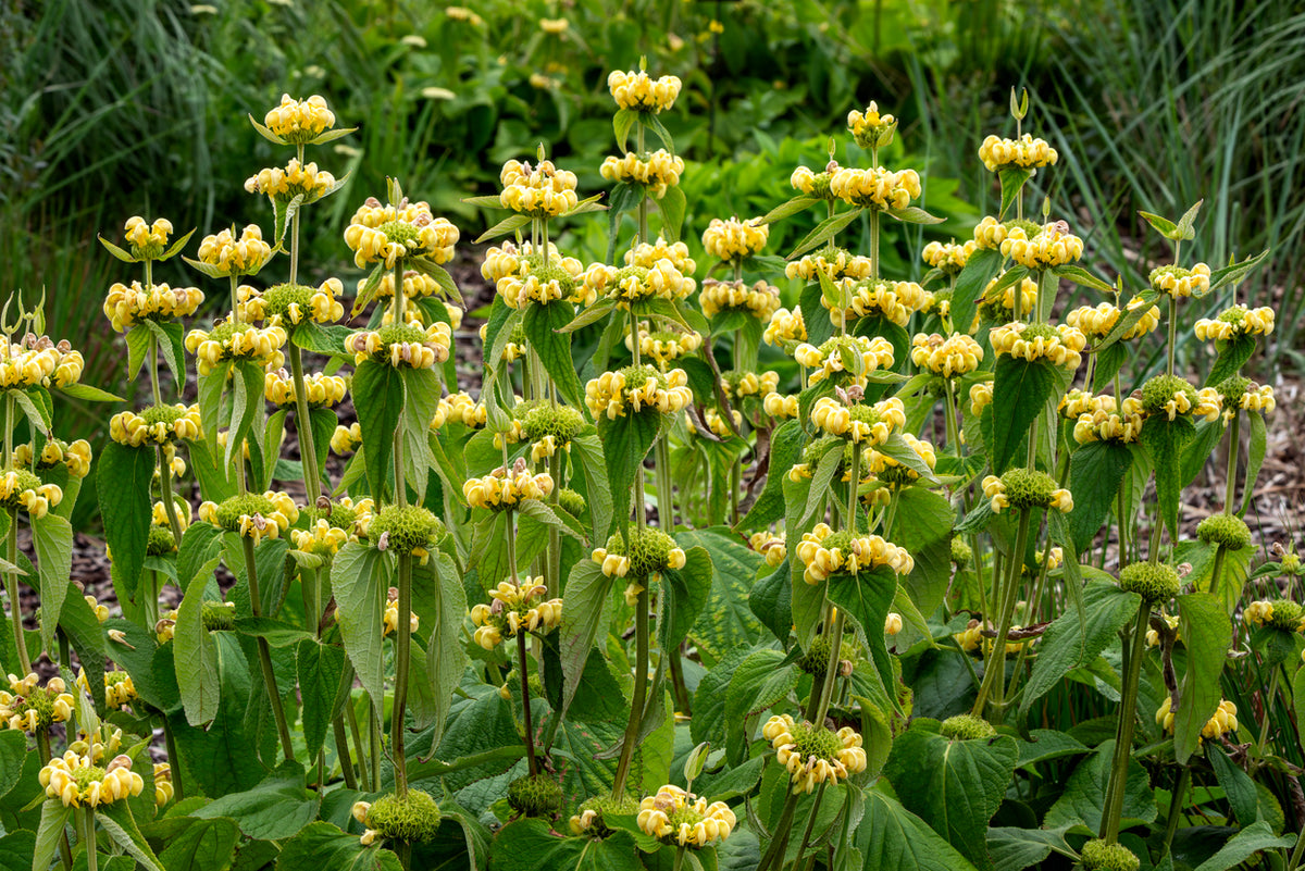 Phlomis russeliana - Brandkruid