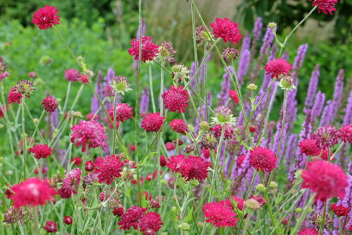 Knautia macedonica - Beemdkroon