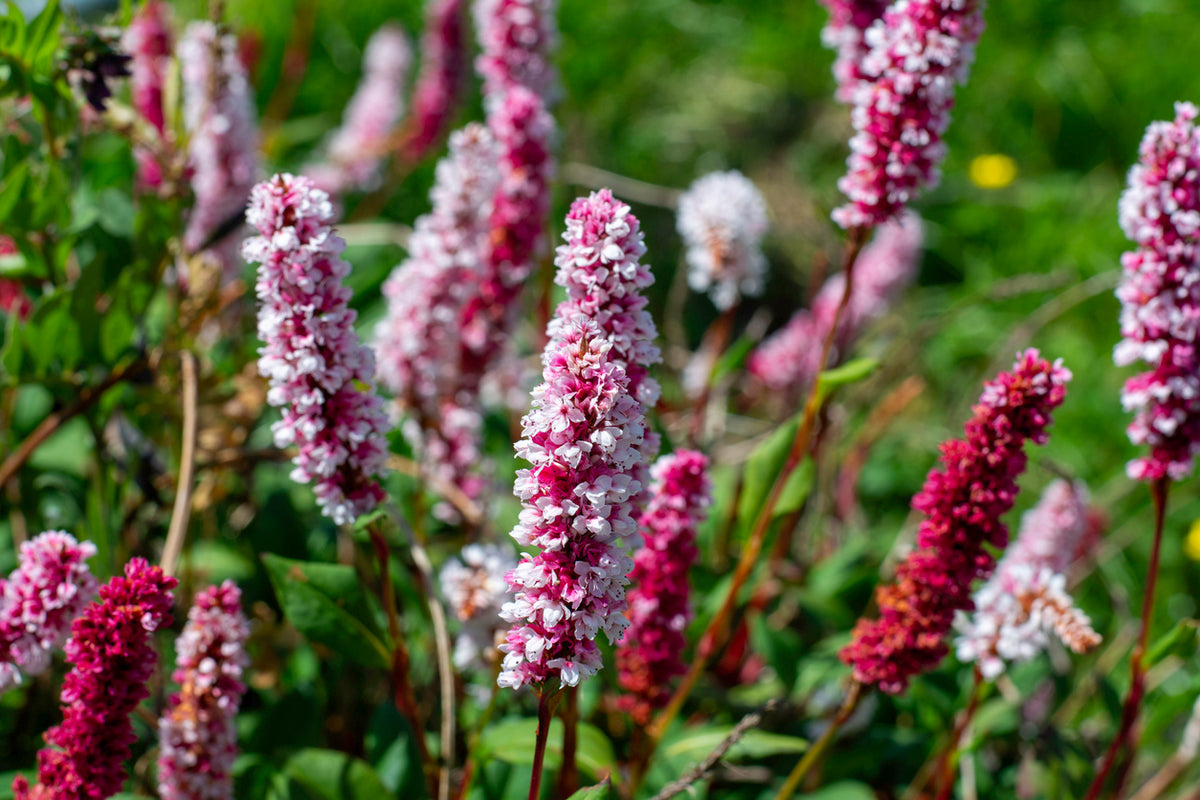 Persicaria aff. 'Darjeeling Red' - Duizendknoop