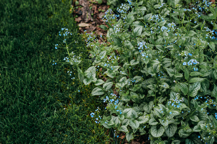 Brunnera macr. 'Variegata' - vergeet mij nietje
