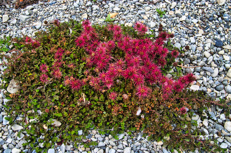 Acaena microphylla 'Kupferteppich'