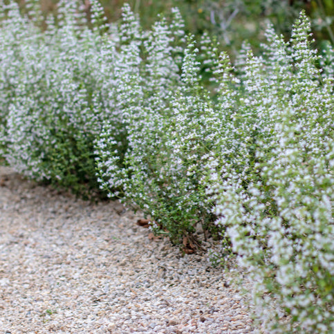 Calamintha n. 'Blue Cloud' - Bergsteentijm