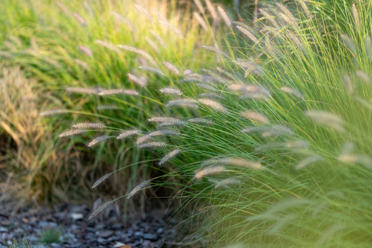 Pennisetum alopecuroides 'Hameln'