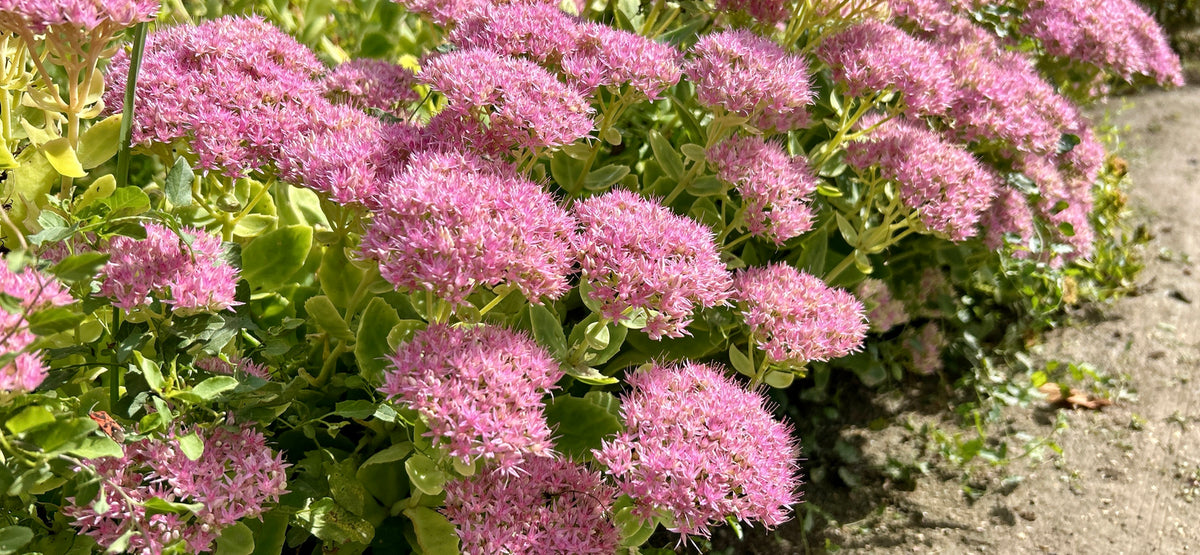 Sedum spectabile 'Brillant' - Vetkruid