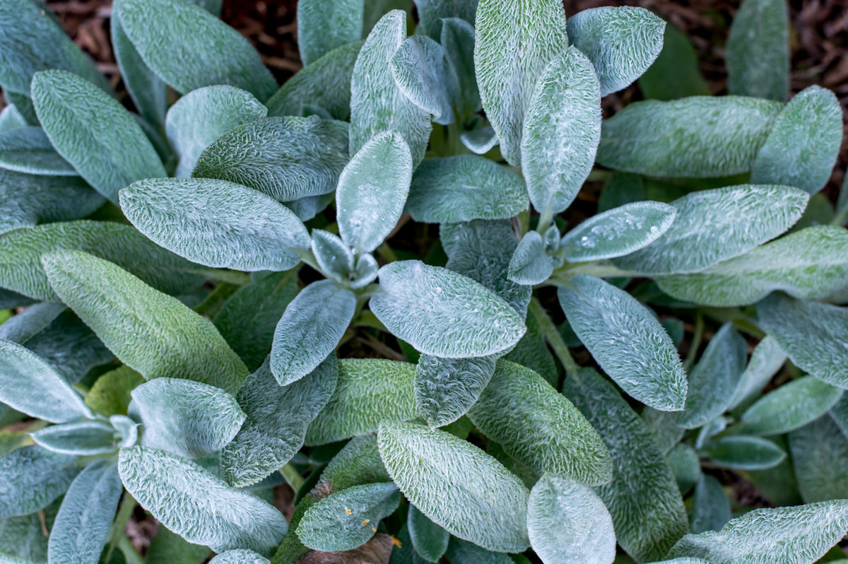 Stachys byzantina