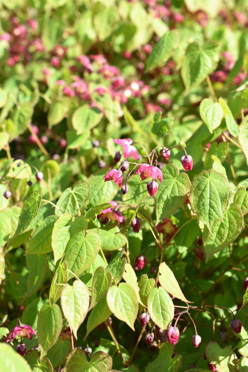 Epimedium rubrum - Elfenbloem