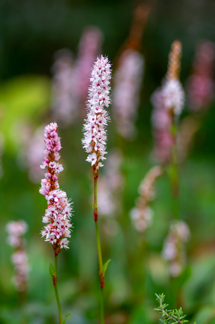 Persicaria aff. 'Superba': - Duizendknoop