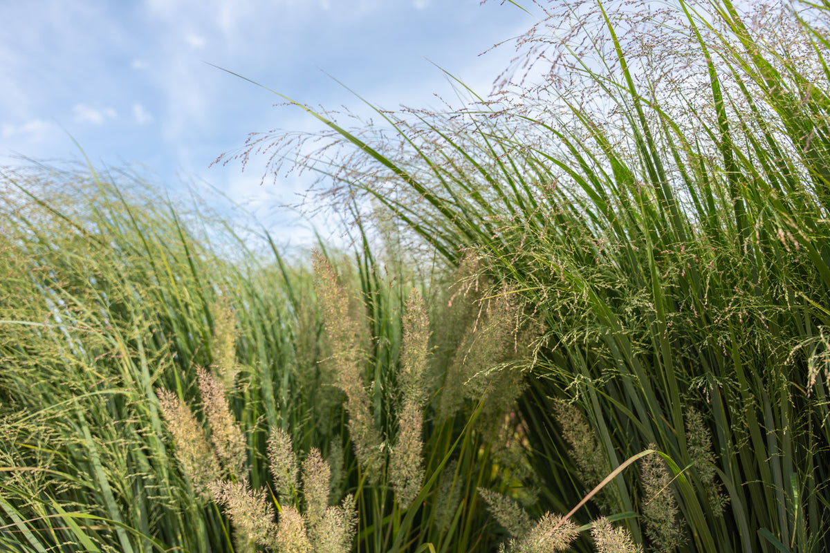Panicum virgatum 'Northwind'