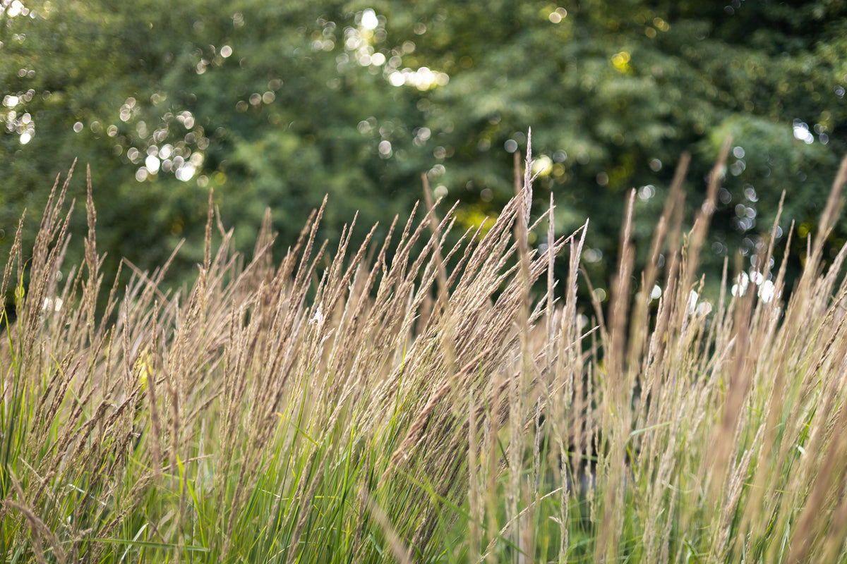 Molinia caerulea 'Heidebraut' - Pijpenstrootje