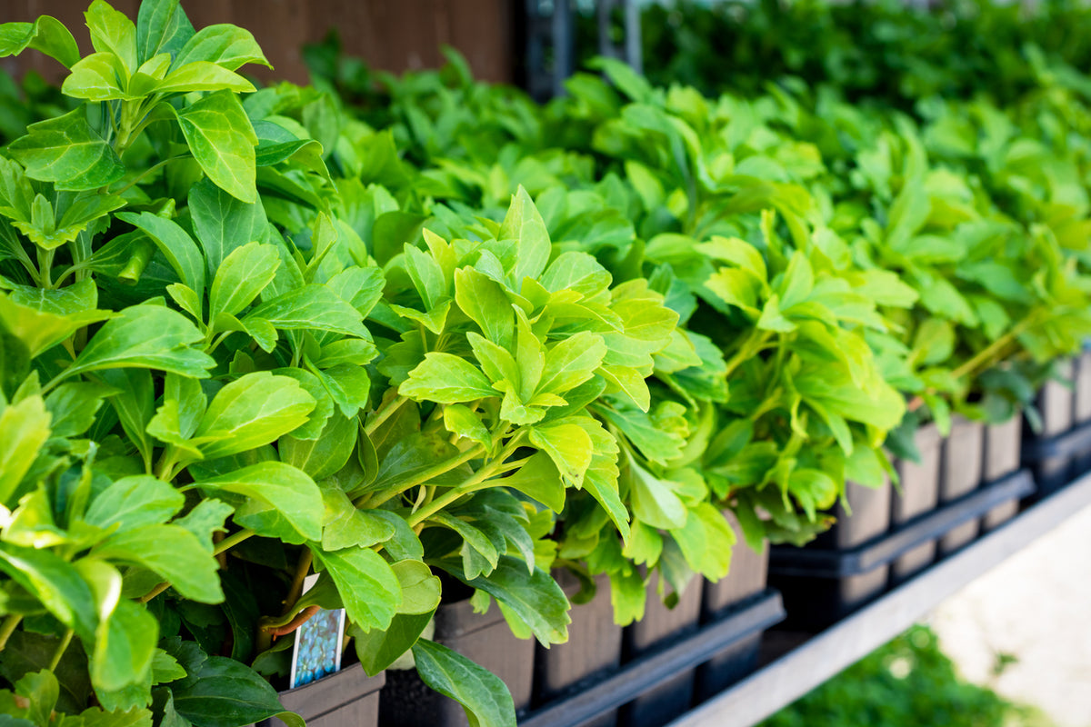 Pachysandra terminalis