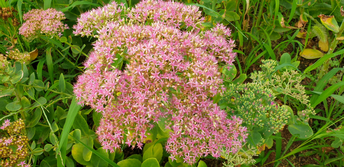 Sedum 'Carl' - Vetkruid
