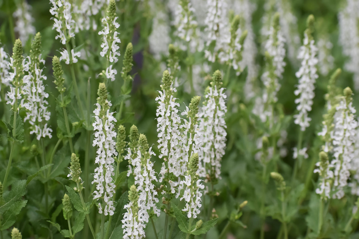 Salvia nemorosa 'Schneehügel' - Salvia