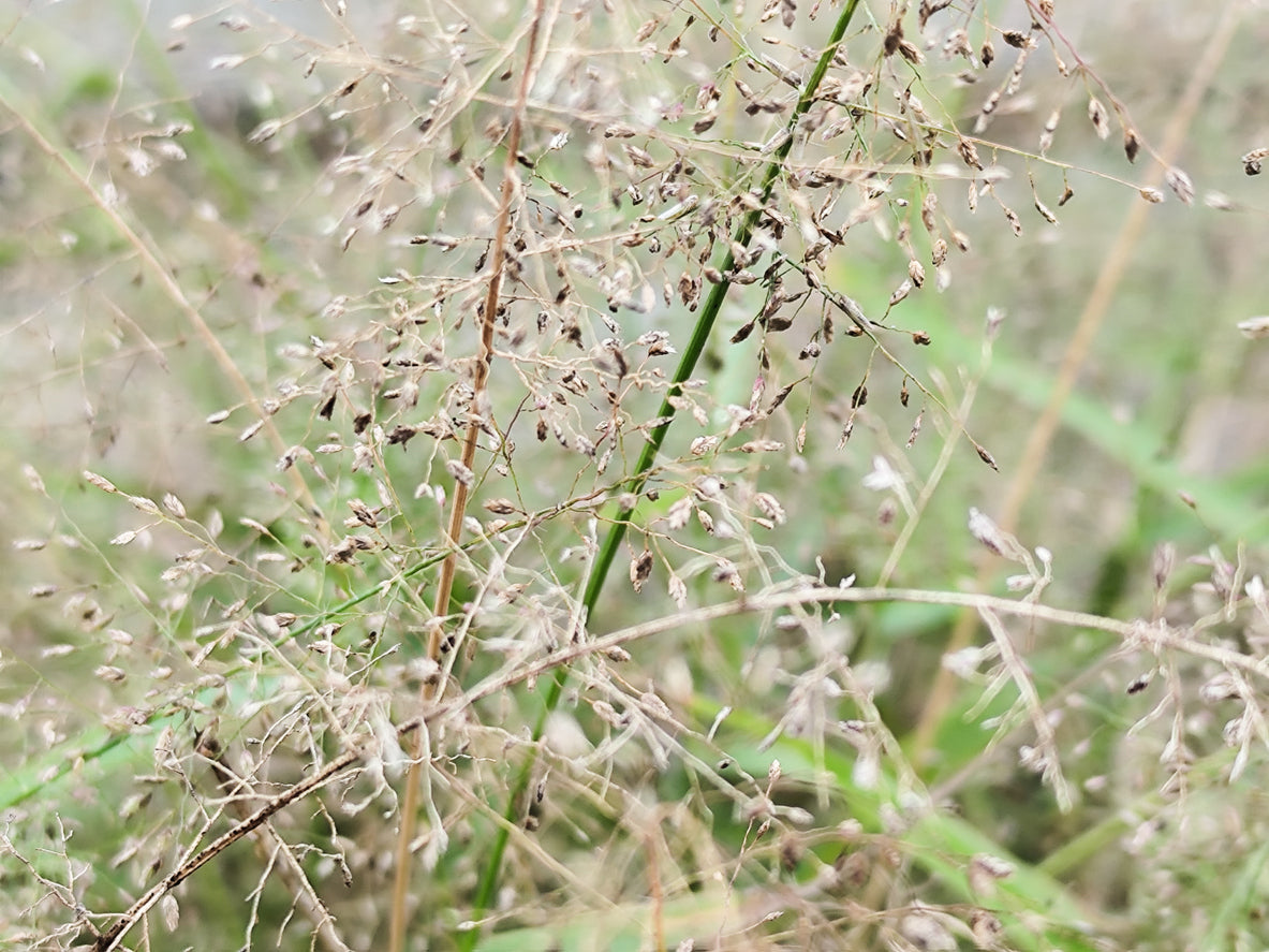 Sporobolus heterolepis - Prairiedropzaad