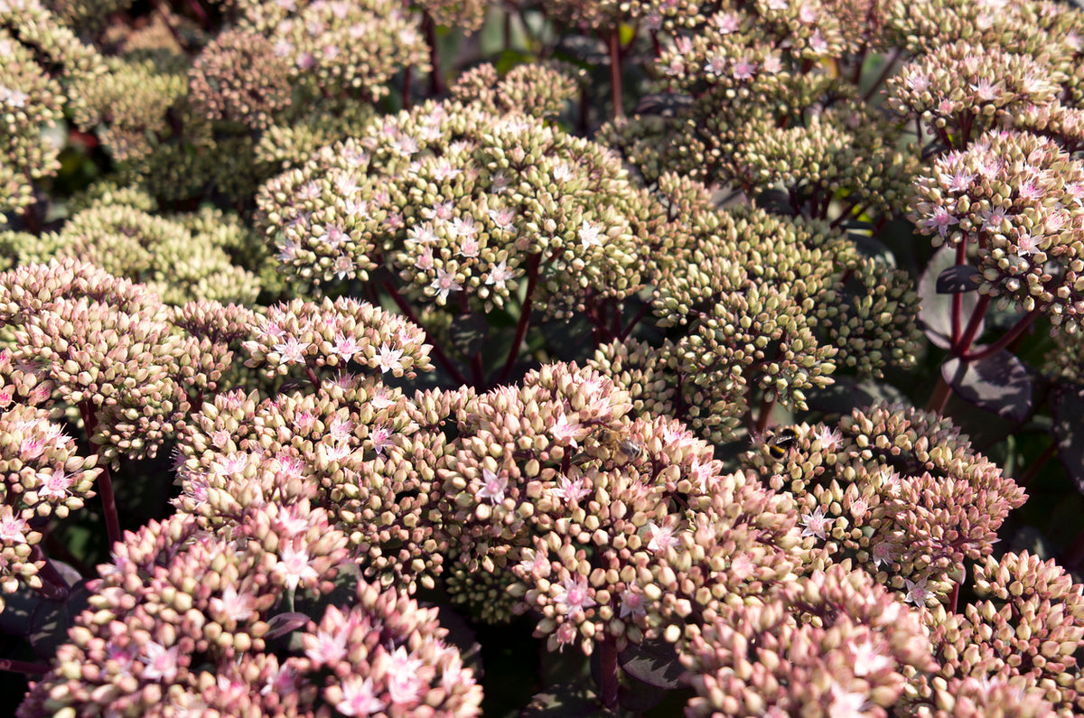 Sedum 'Matrona' - Vetkruid
