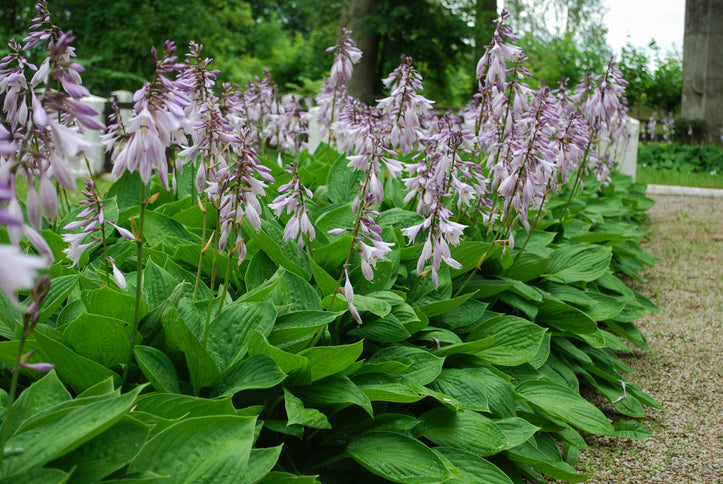 Hosta sieb. 'Elegans' - Hartelelie