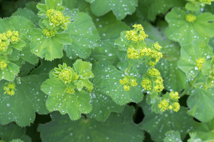 Alchemilla mollis vrouwenmantel - vrouwenmantel
