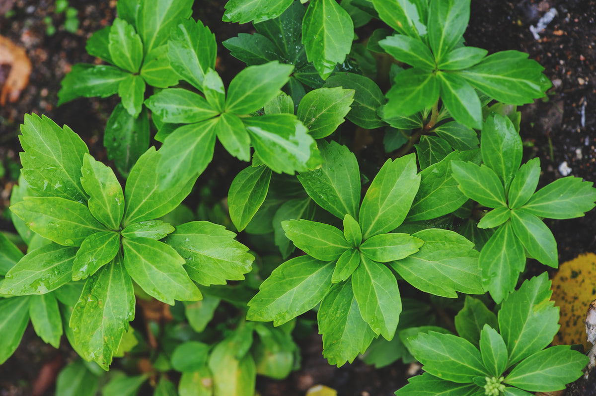 Pachysandra terminalis