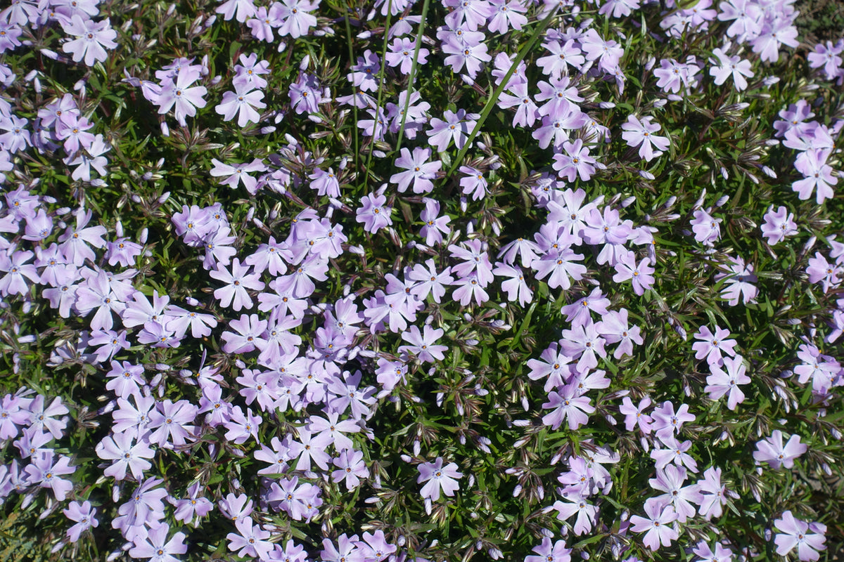 Phlox (S) 'Emerald Cushion Blue - Vlambloem