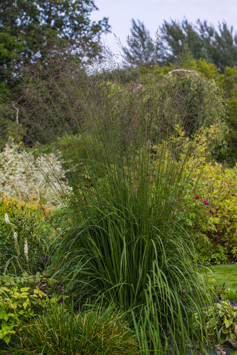 Molinia arundinacea 'Karl Foerster' - Pijpenstrootje