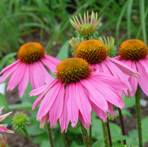 Echinacea purpurea 'Magnus' - Zonnehoed