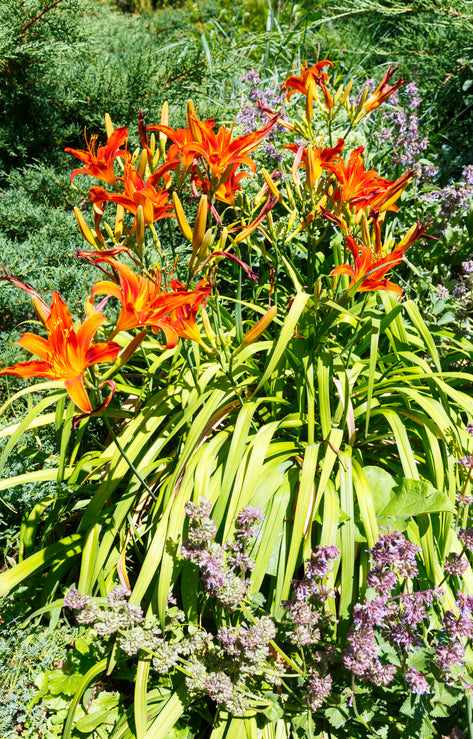 Hemerocallis 'Sammy Russell' - Daglelie