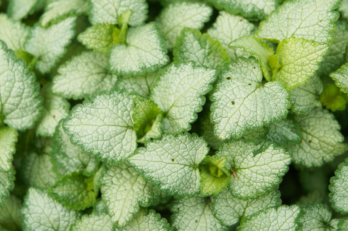 Lamium mac. 'White Nancy' - Lamium