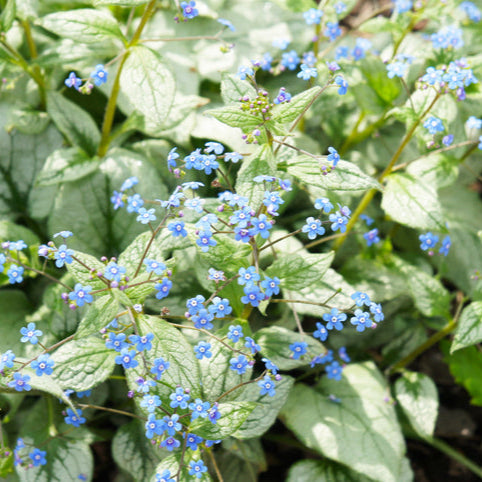 Brunnera macr. 'Variegata' - vergeet mij nietje