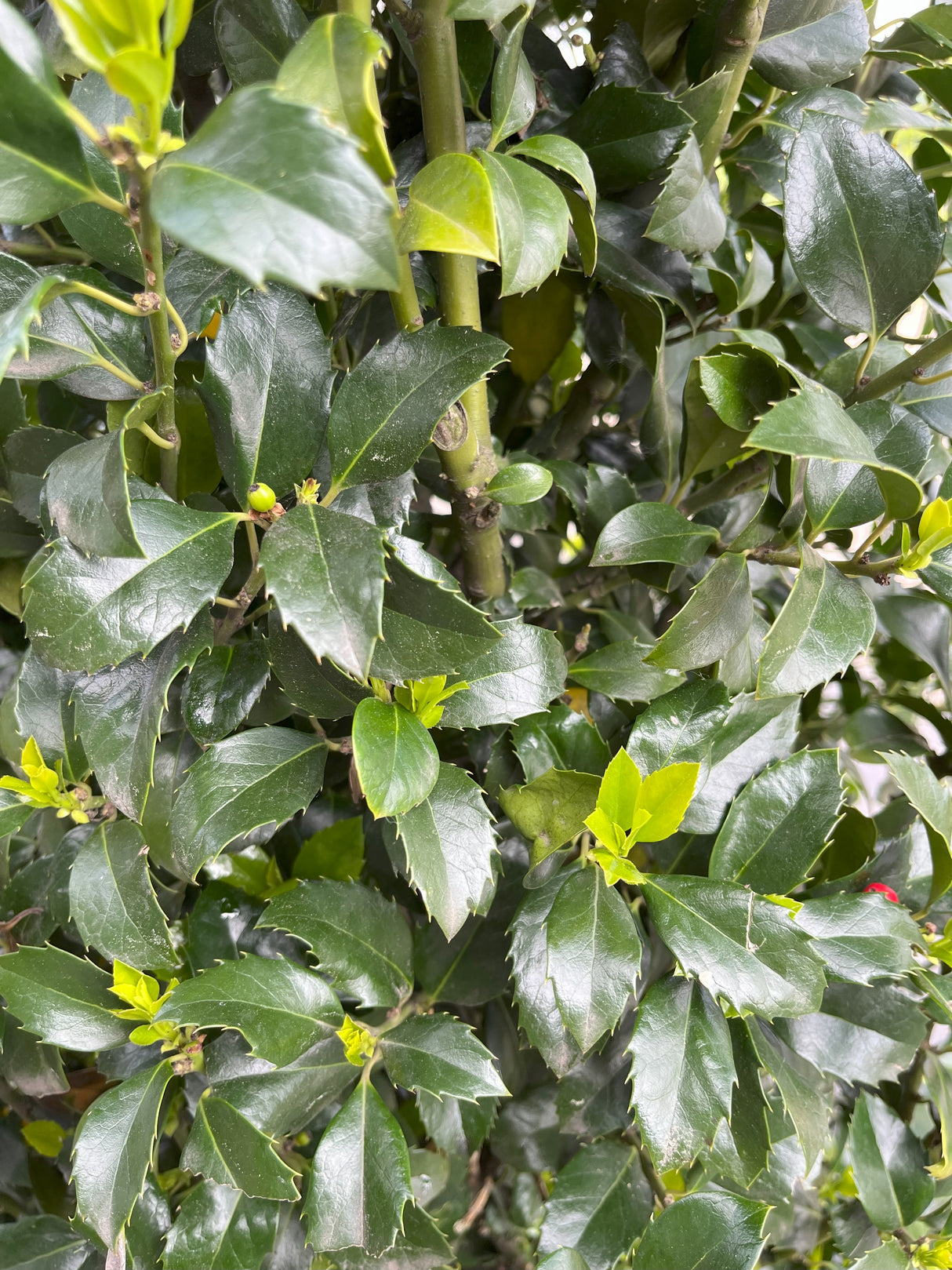 Ilex meserveae 'Blue Maid' 150-175 - Hulst
