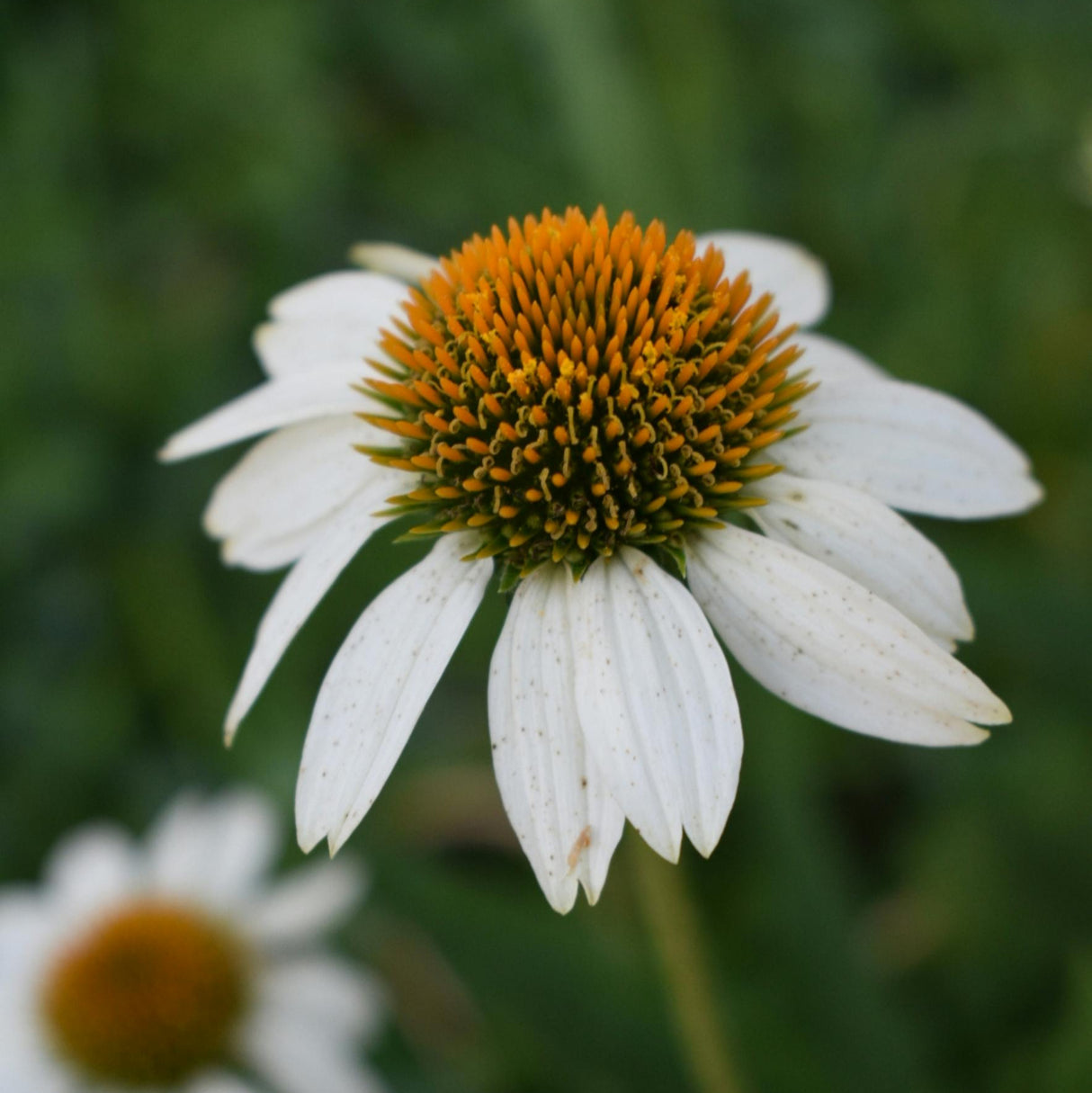 Echinacea p. 'White Swan - Zonnehoed